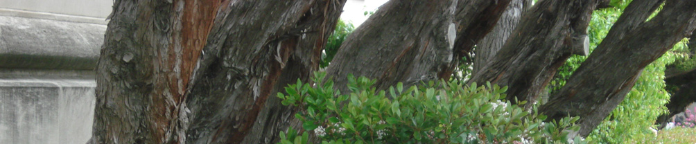 Image of cypress trees on the side of Wakefield Taylor Courthouse