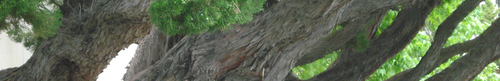 cypress trees on the side of the Wakefield Taylor court house