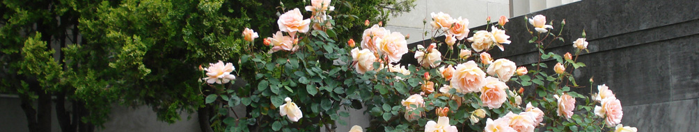 pink roses in front of Wakefield Taylor court house